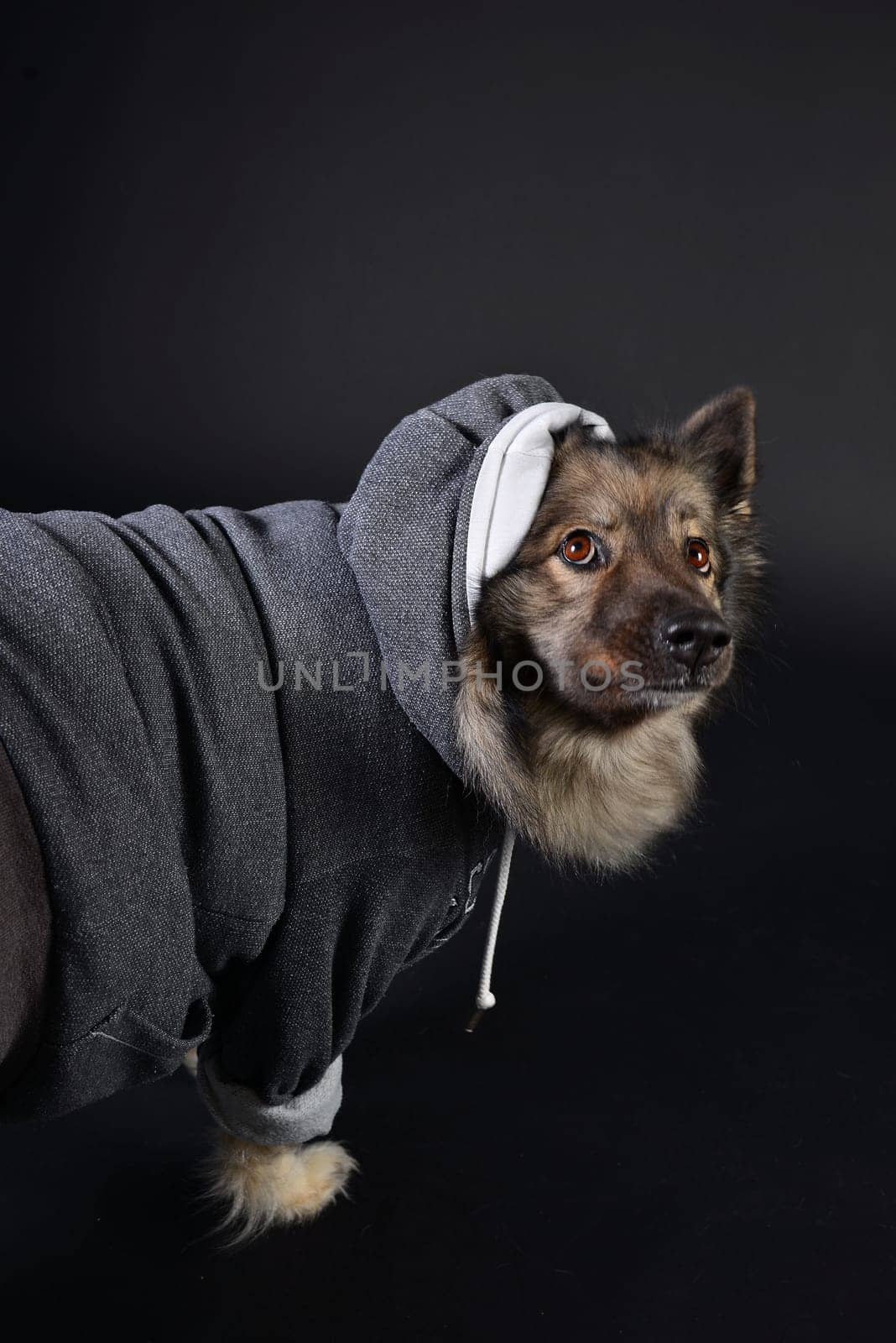 cool dog with hoodie hoodie Wolfsspitz keeshond