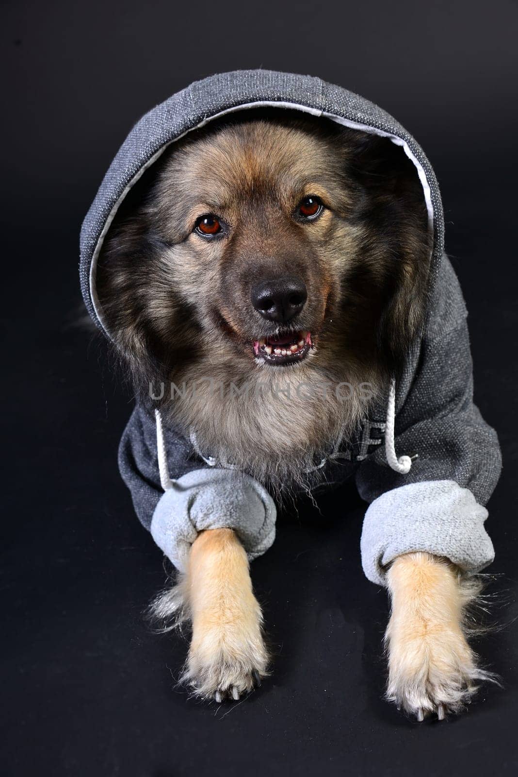 cool dog with hoodie hoodie Wolfsspitz keeshond