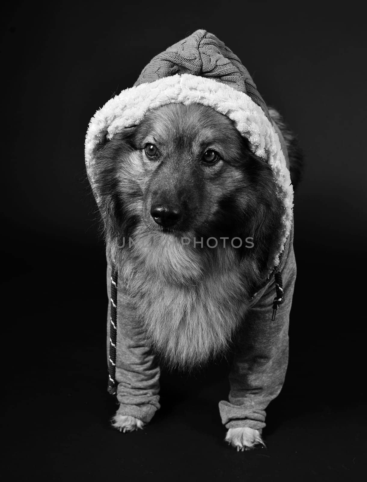 cool dog with hoodie hoodie Wolfsspitz keeshond