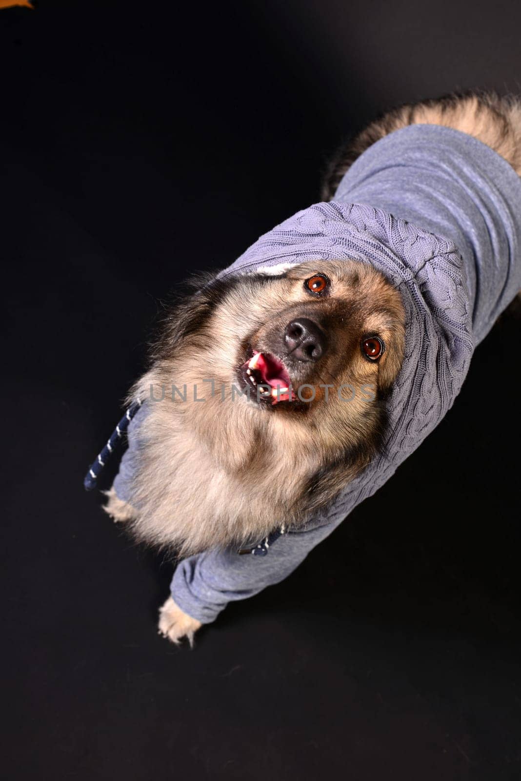 cool dog with hoodie hoodie Wolfsspitz keeshond