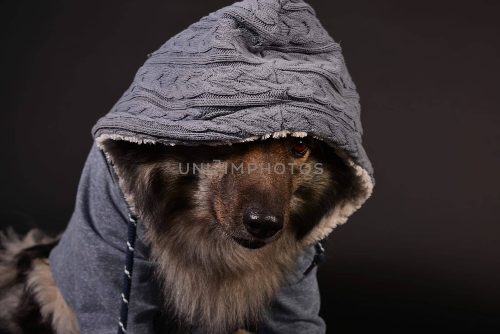 cool dog with hoodie hoodie Wolfsspitz keeshond