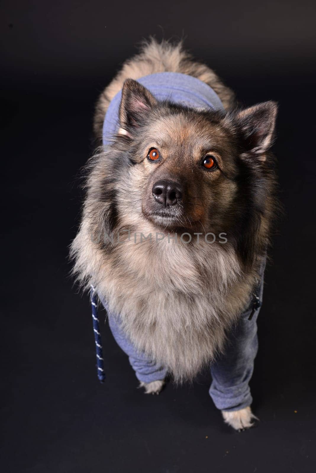 cool dog with hoodie hoodie Wolfsspitz keeshond