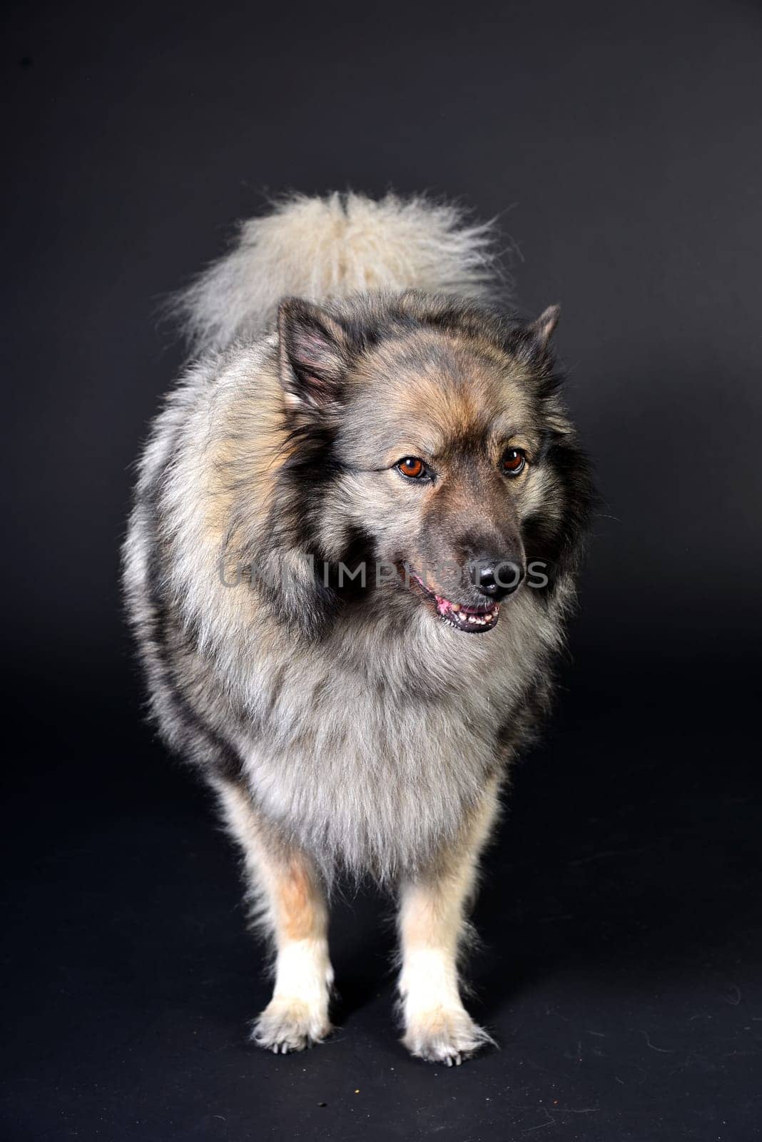 cool dog with hoodie hoodie Wolfsspitz keeshond