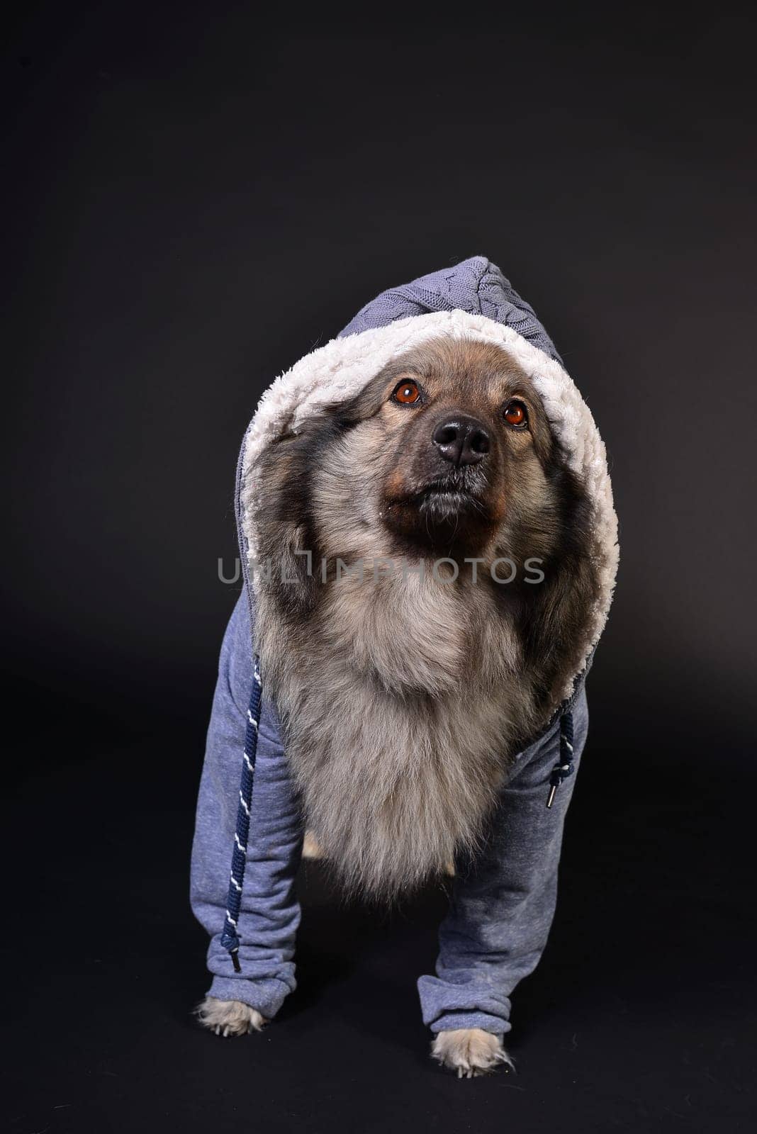 cool dog with hoodie hoodie Wolfsspitz keeshond