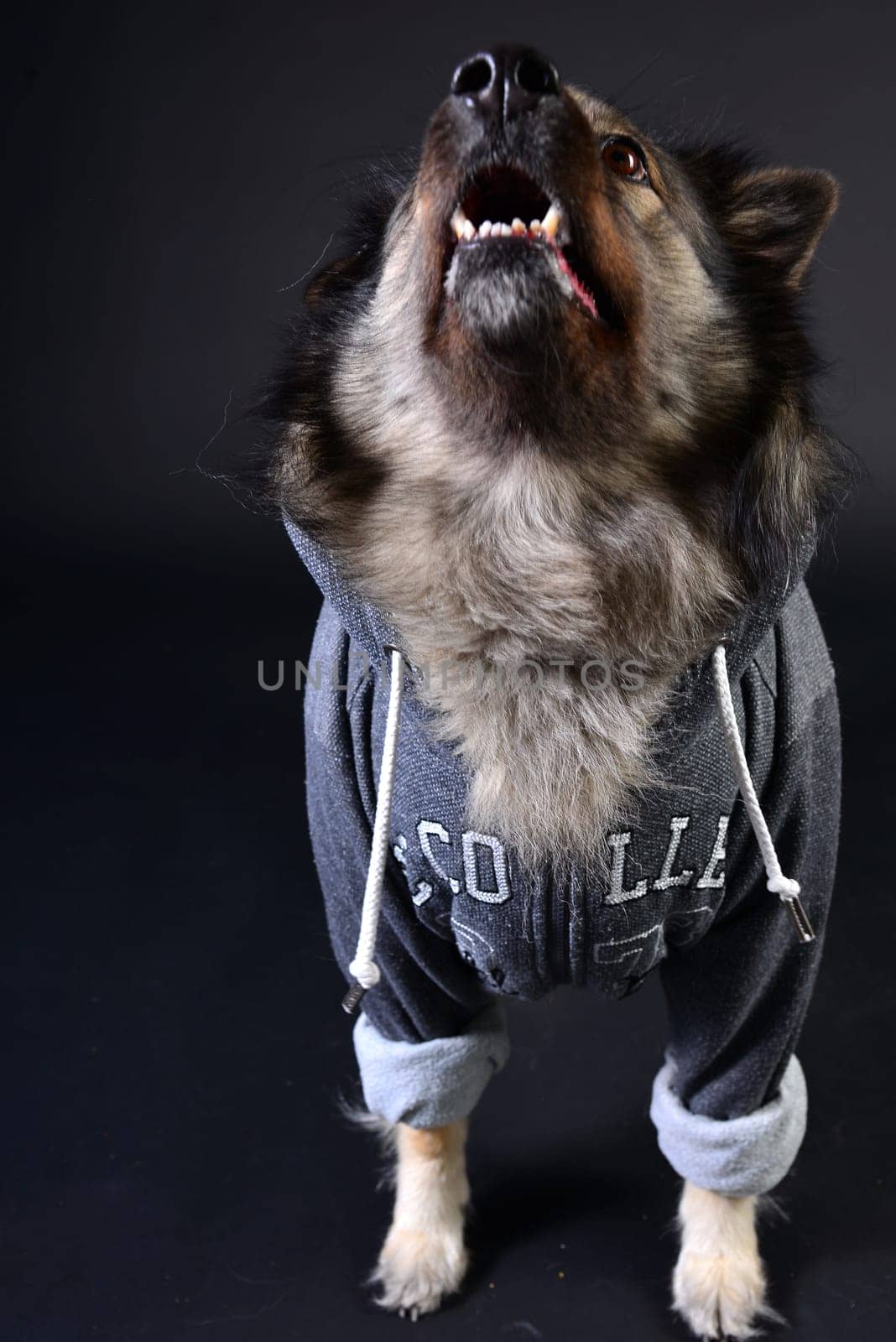 cool dog with hoodie hoodie Wolfsspitz keeshond