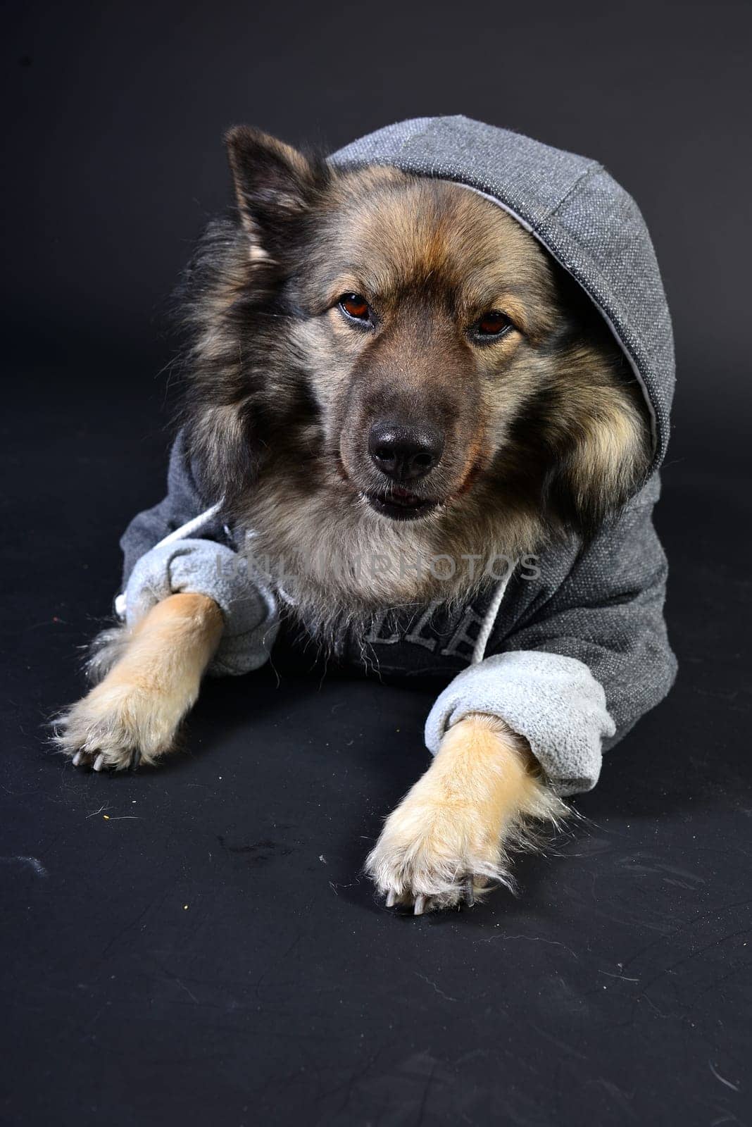 cool dog with hoodie hoodie Wolfsspitz keeshond
