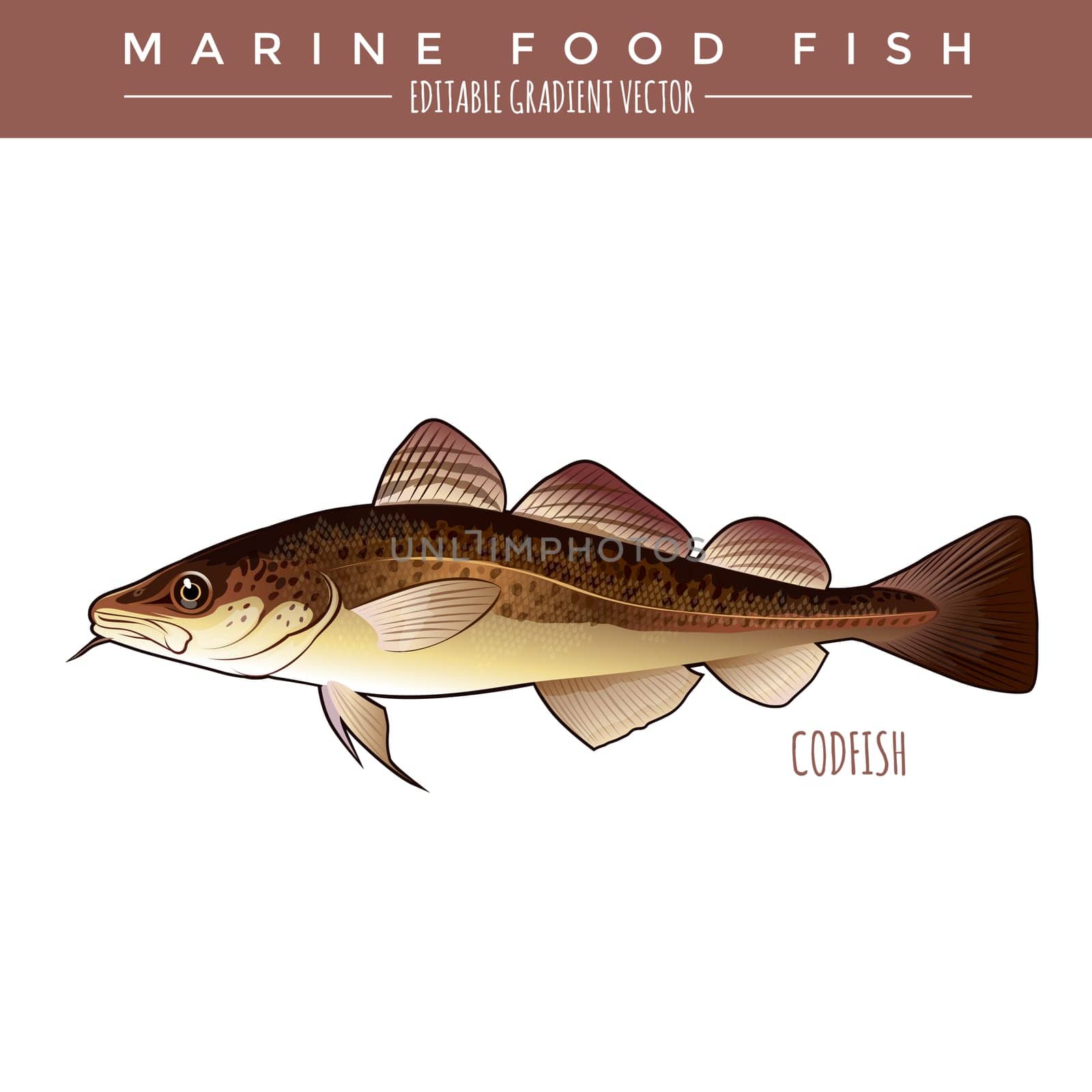 Codfish. Marine food fish, editable gradient vector.
