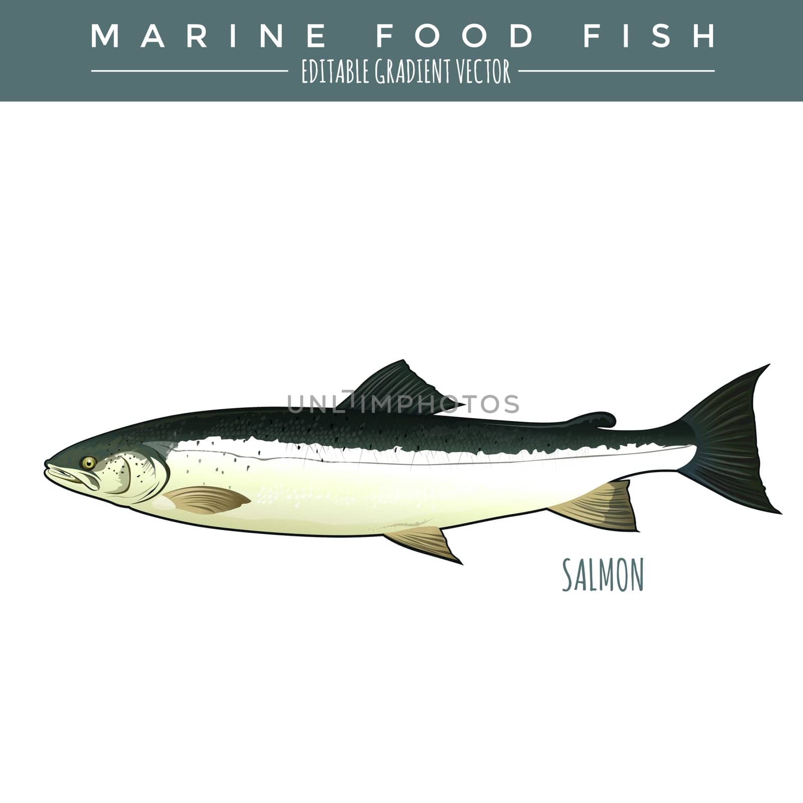 Salmon illustration. Marine food fish, editable gradient vector.