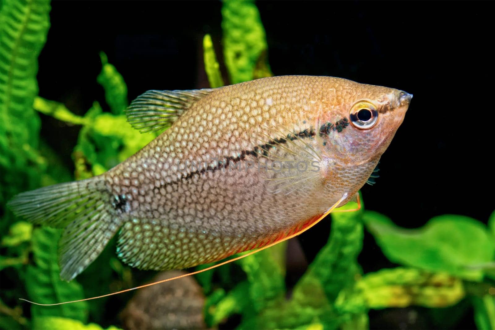 Pearl gourami in a aquarium (Trichopodus leeri)