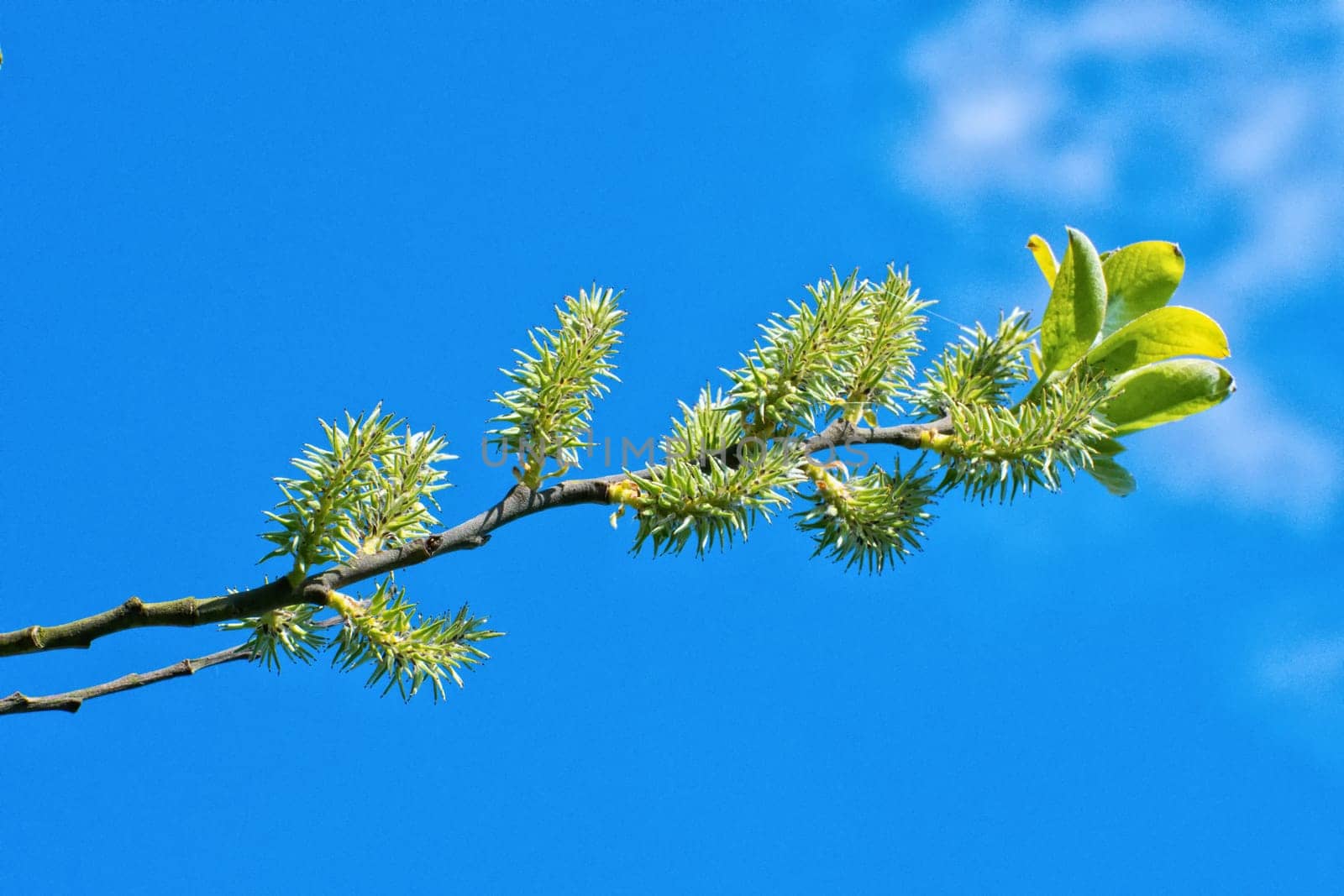 The young buds on the twig of a tree with blue background
