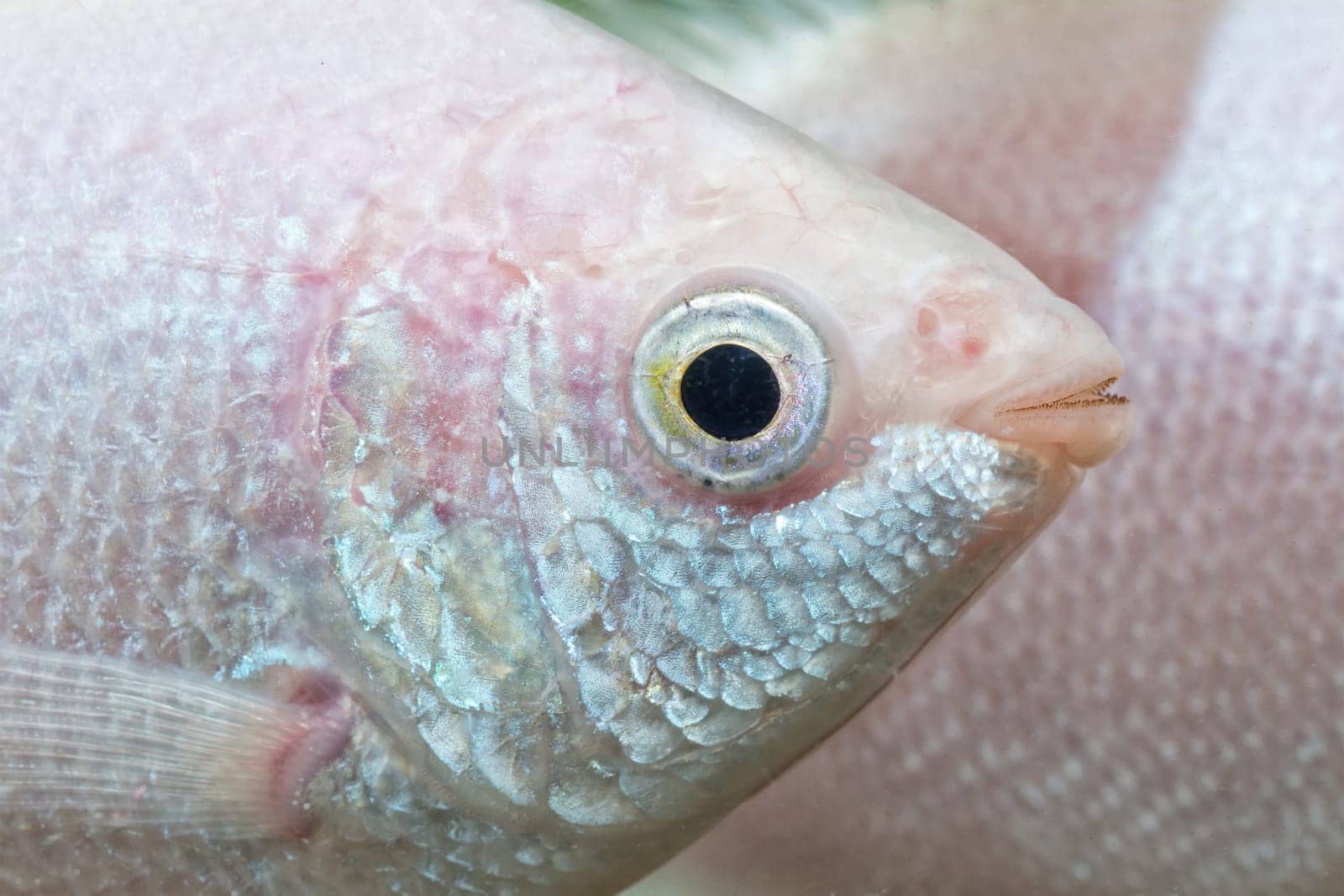 Detail of head of kissing gurami with blurred background (Helostoma teminckii)