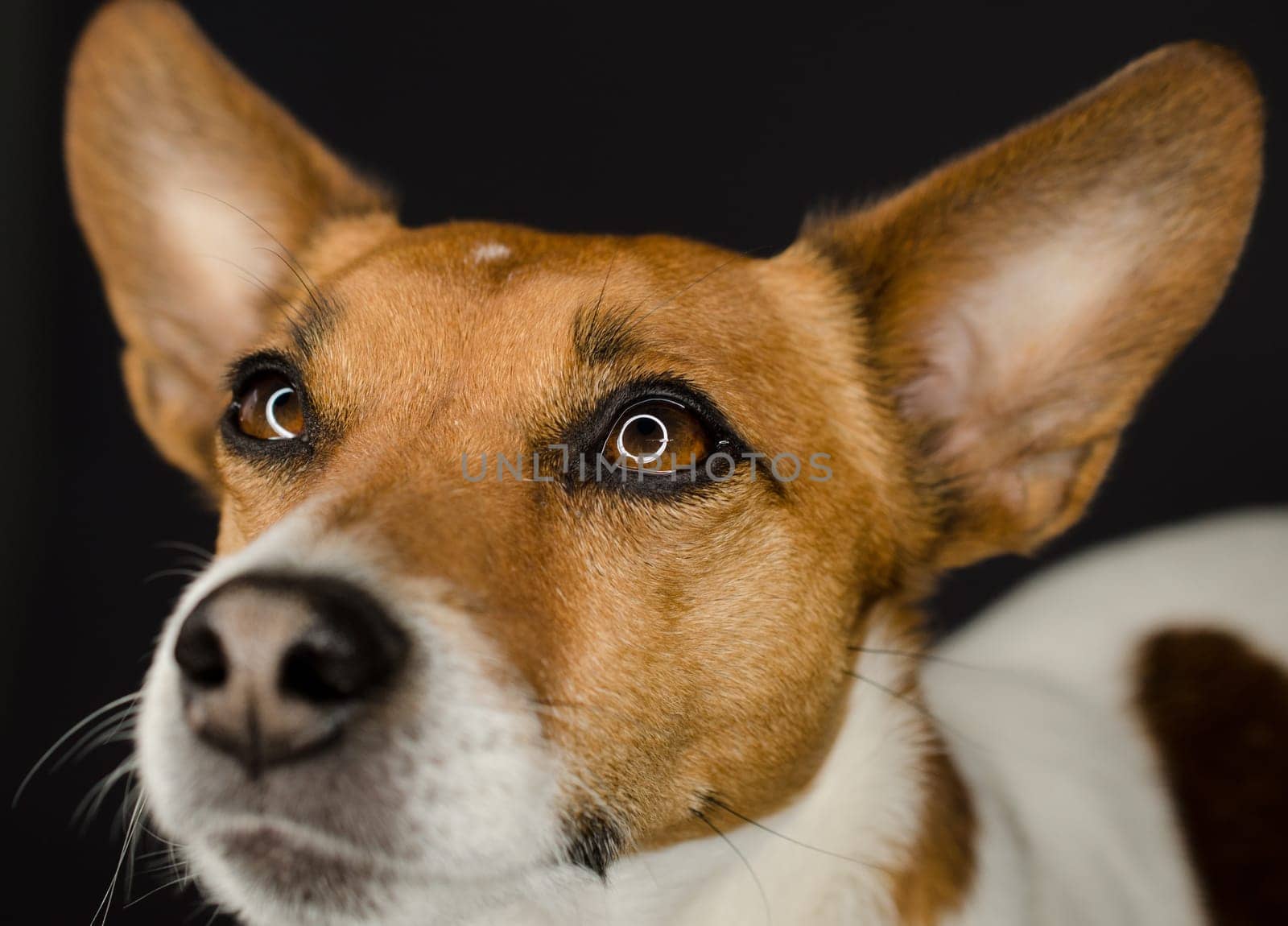 Close up shot of a Jack Russell Terrier on a dark background