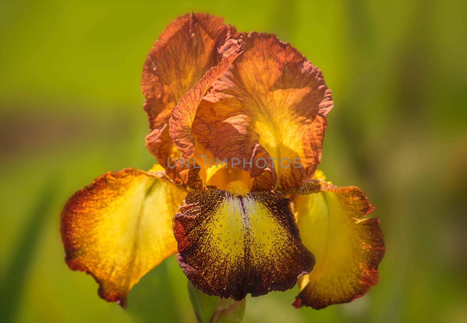 Iris germanica yellow orange