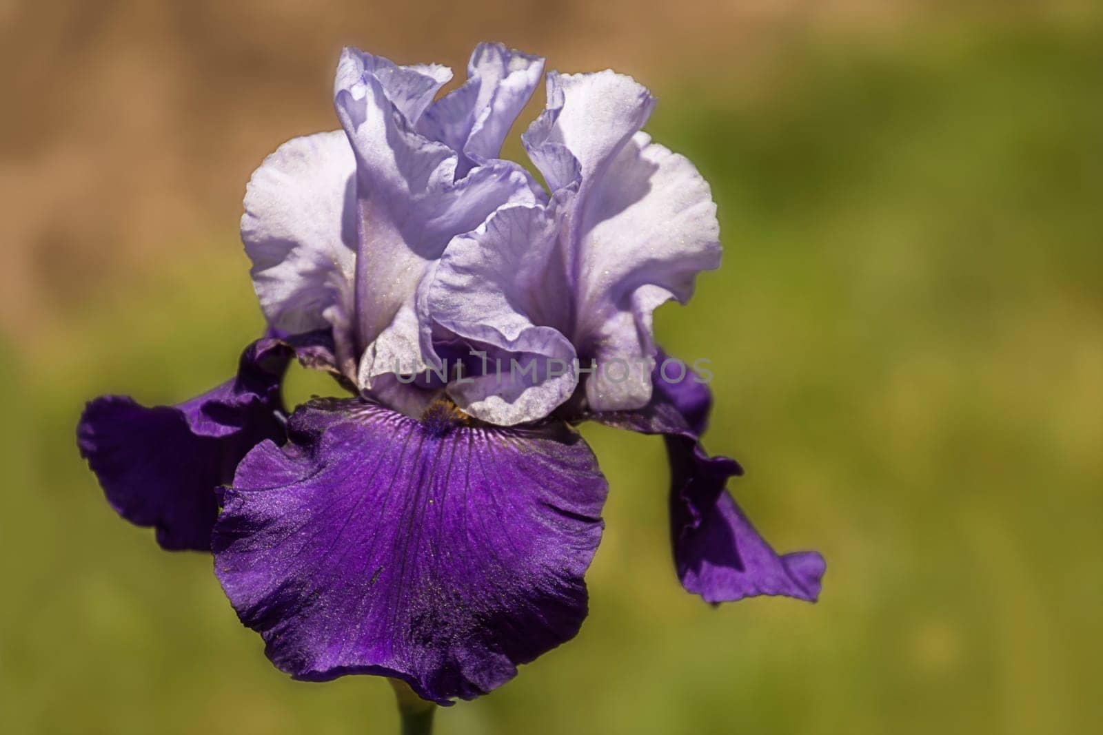 Iris germanica violet white