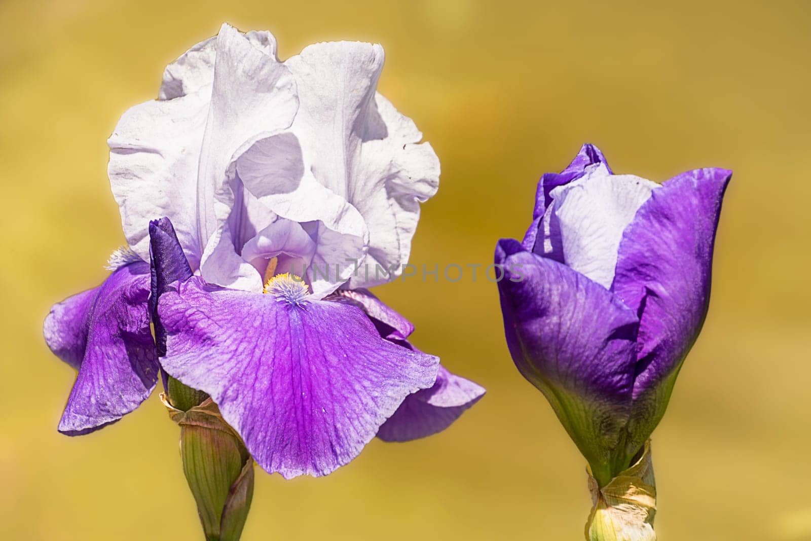 Iris and flower bud