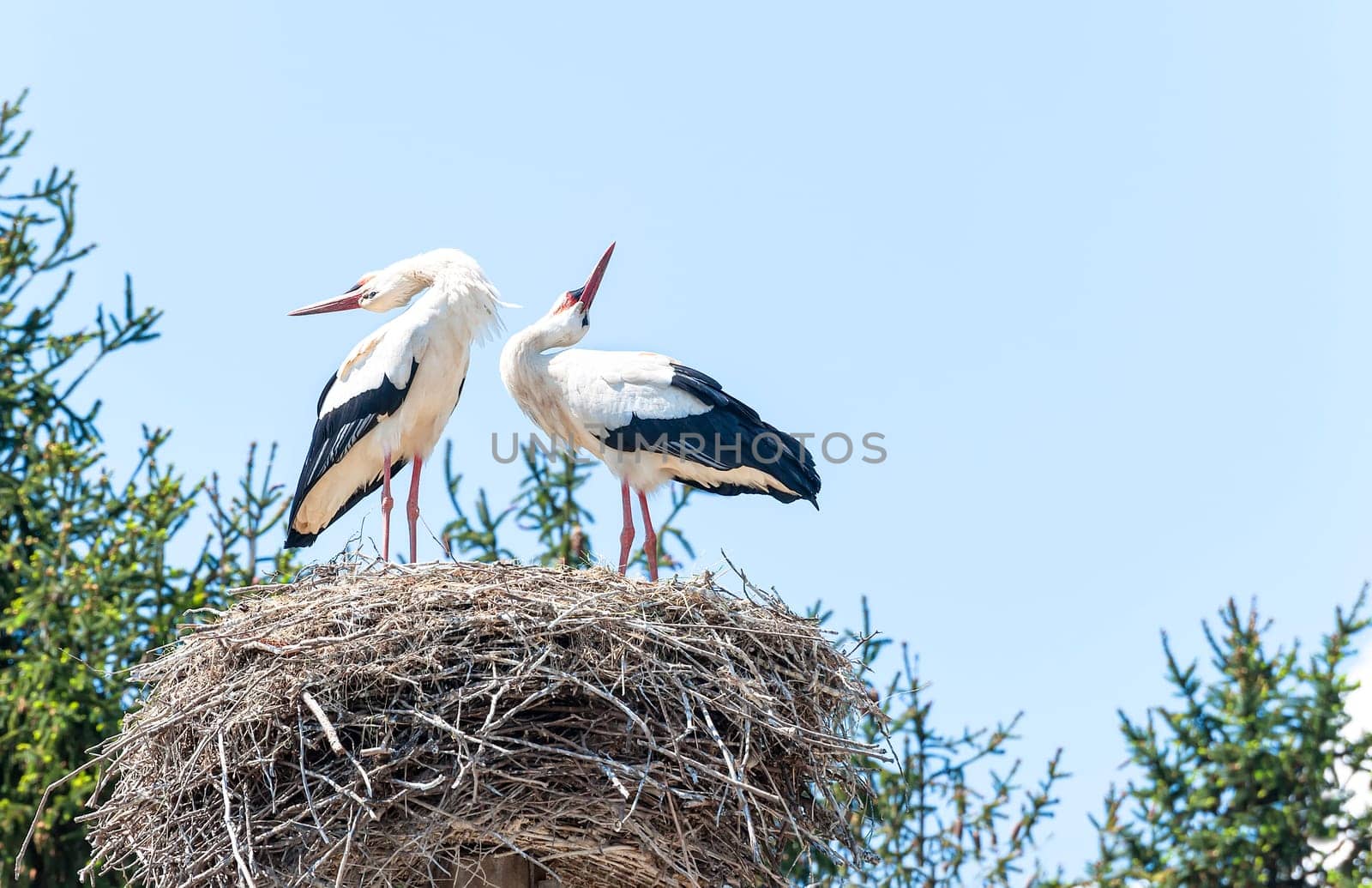 Couple of storks in the nest on blue sky