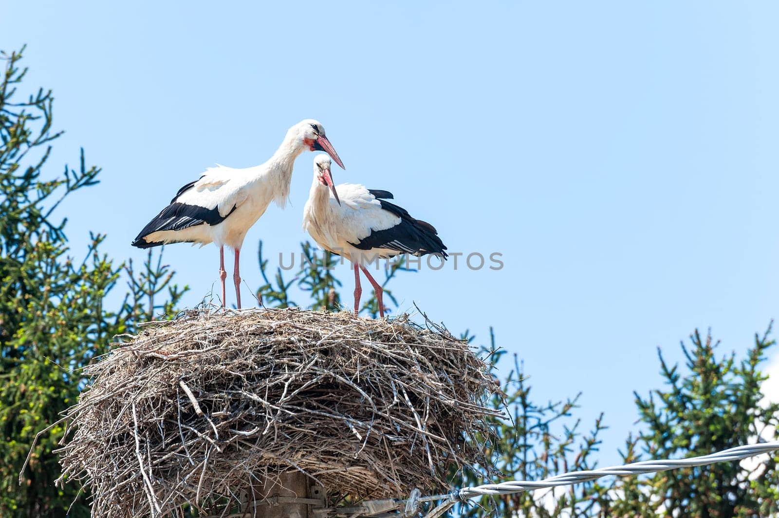 Couple of storks in the nest on blue sky