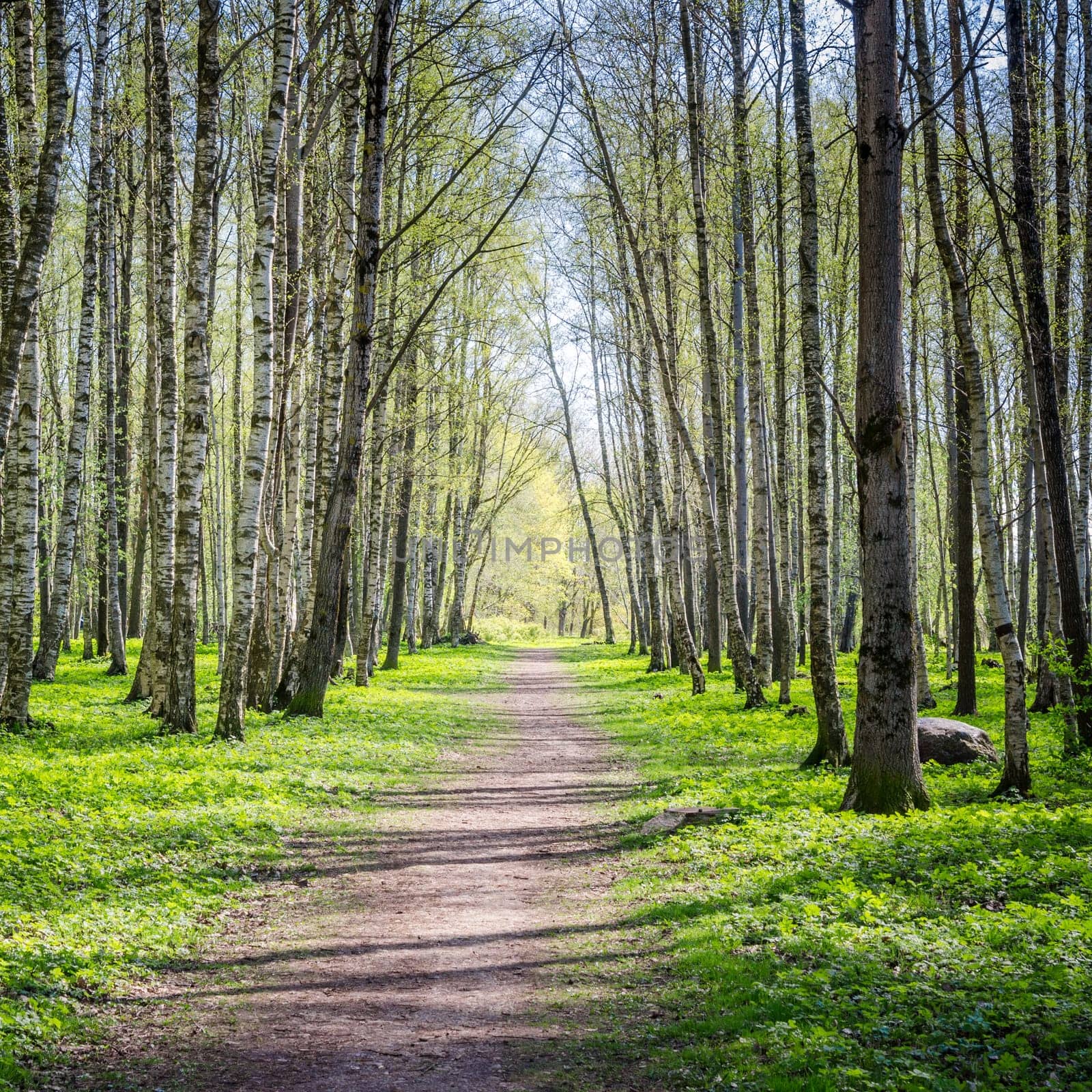 The deserted alley shined by solar beams in spring park