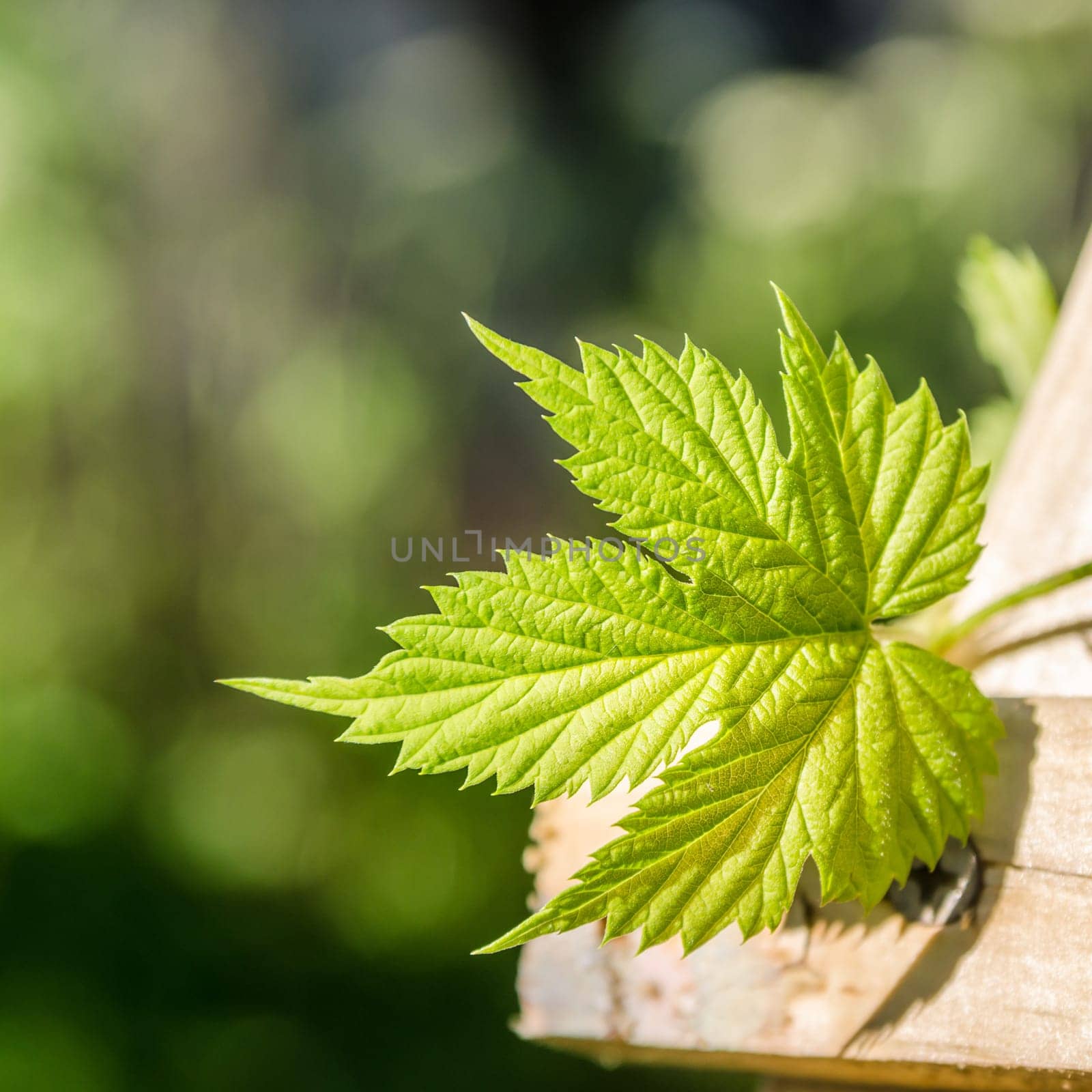 Hop Leaf, close up