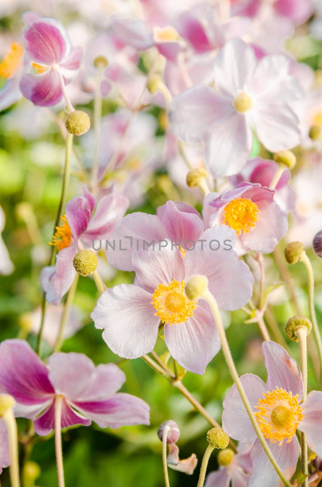 Beautiful flowers anemones Japanese in a garden, a close up