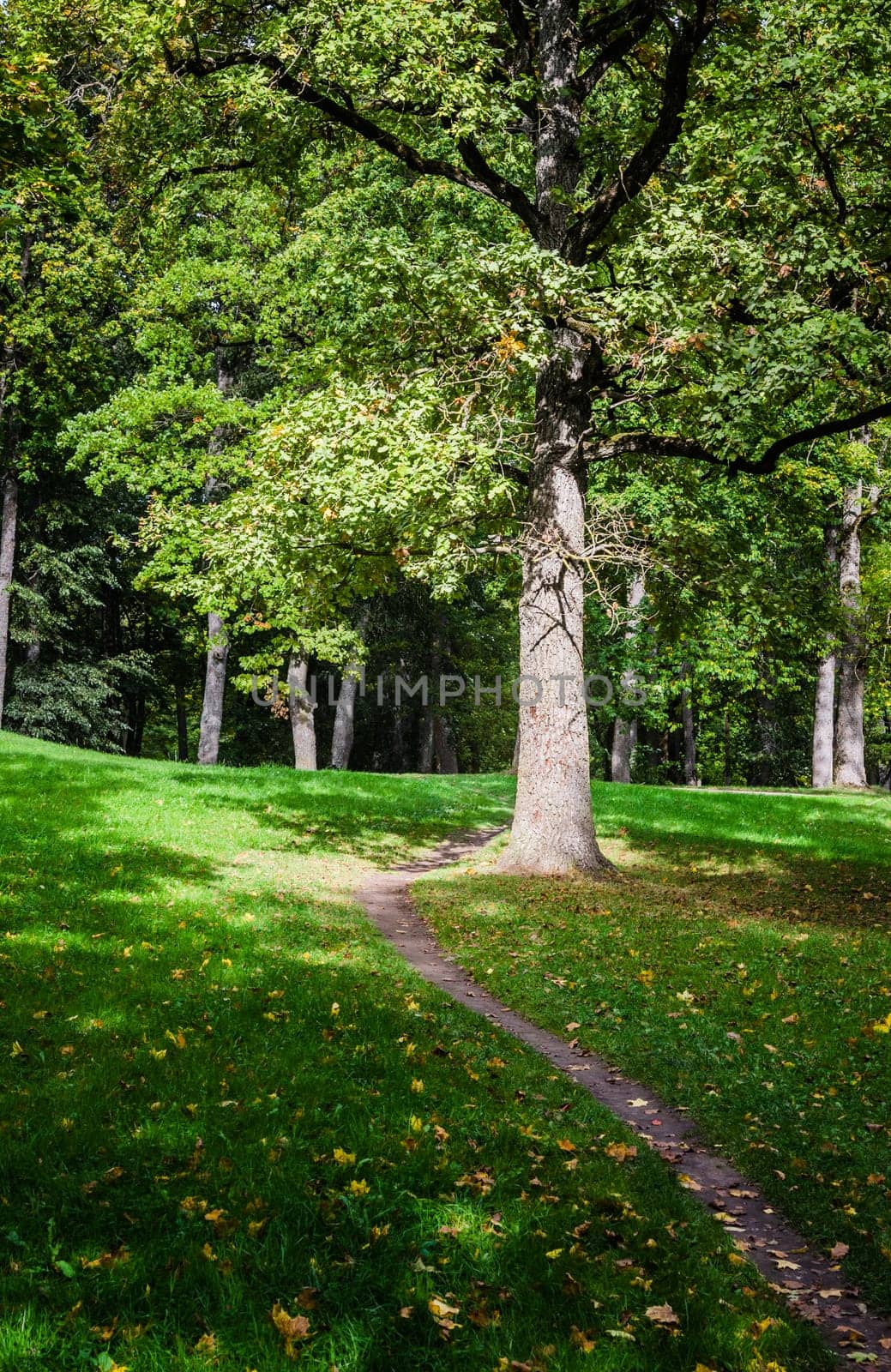 Footpath in old park, an autumn landscape
