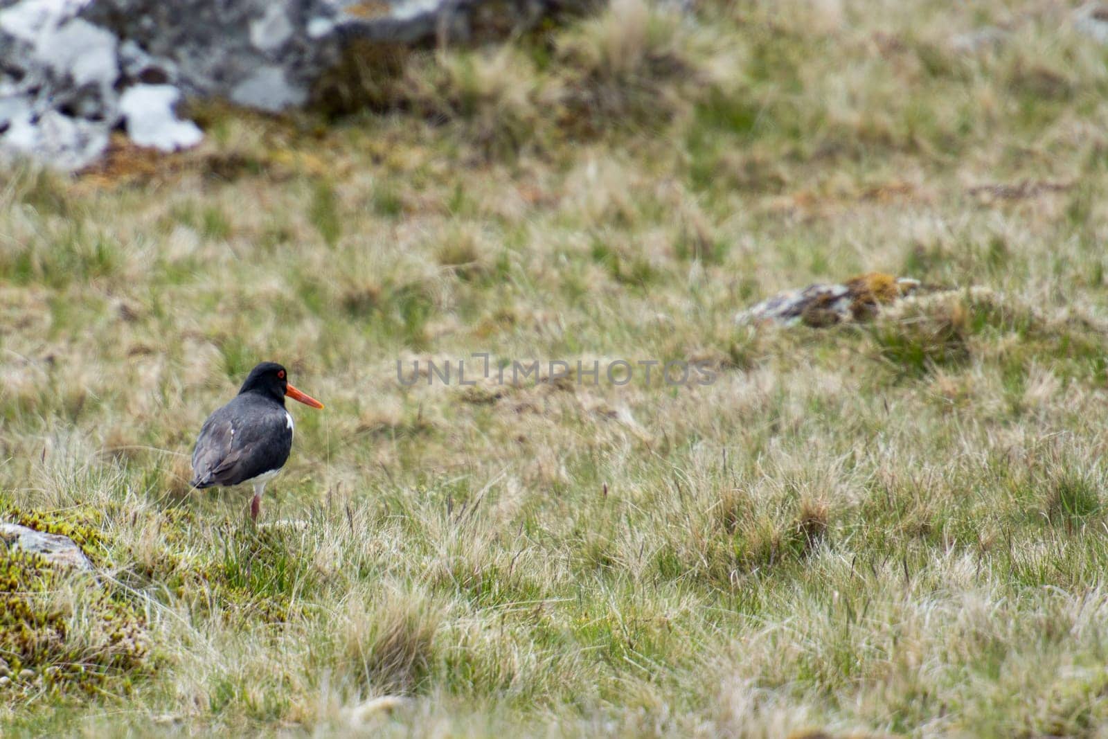 Eurasian oystercatcher, Haematopus ostralegus, walking on grass on the Faroe Islands