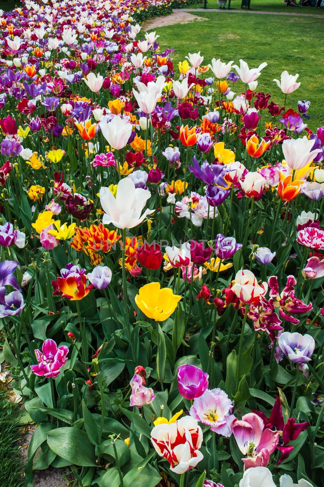 The tulip field in Keukenhof flower garden, Lisse, Netherlands, Holland