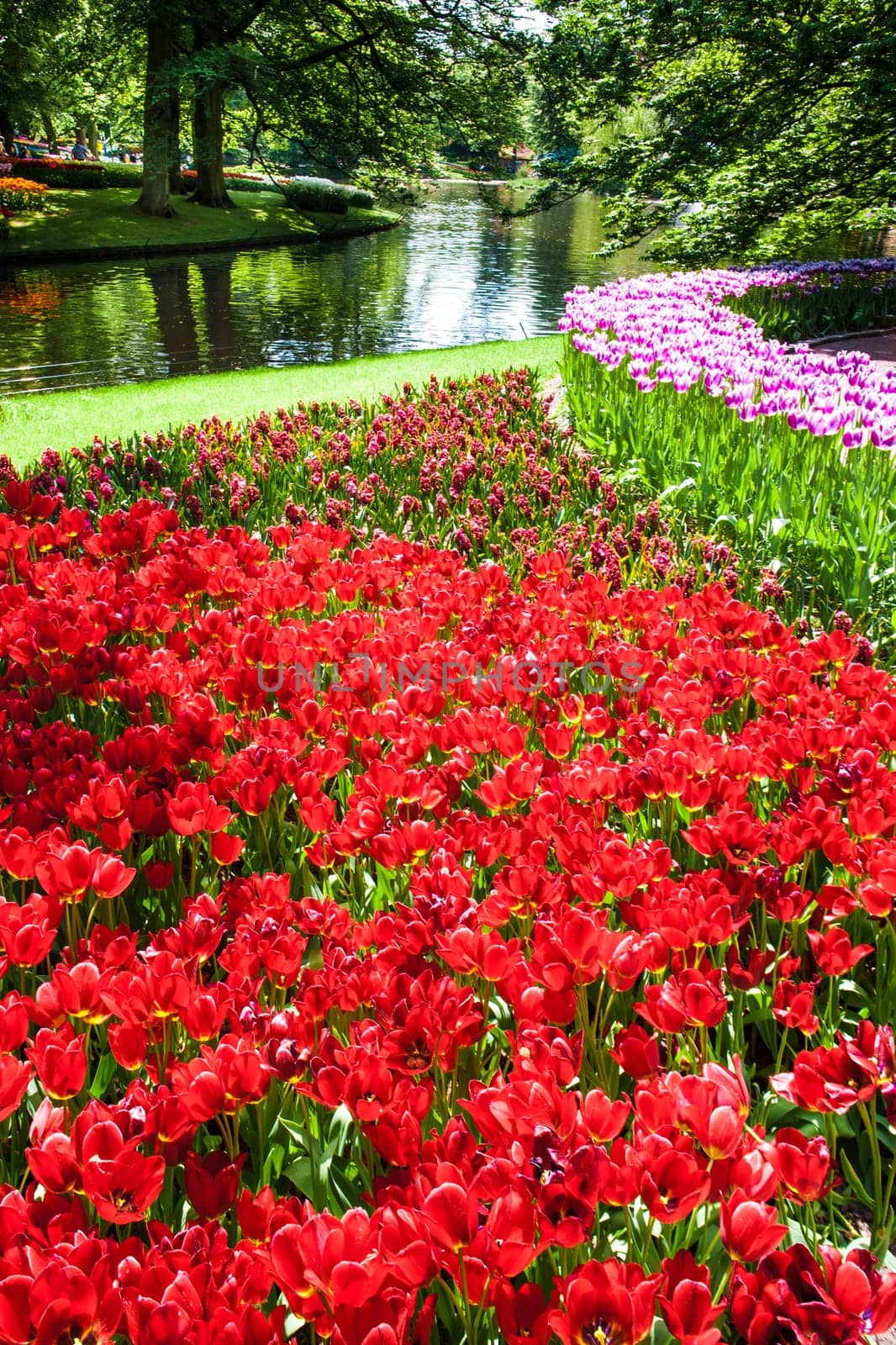 The tulip field in Keukenhof flower garden, Lisse, Netherlands, Holland