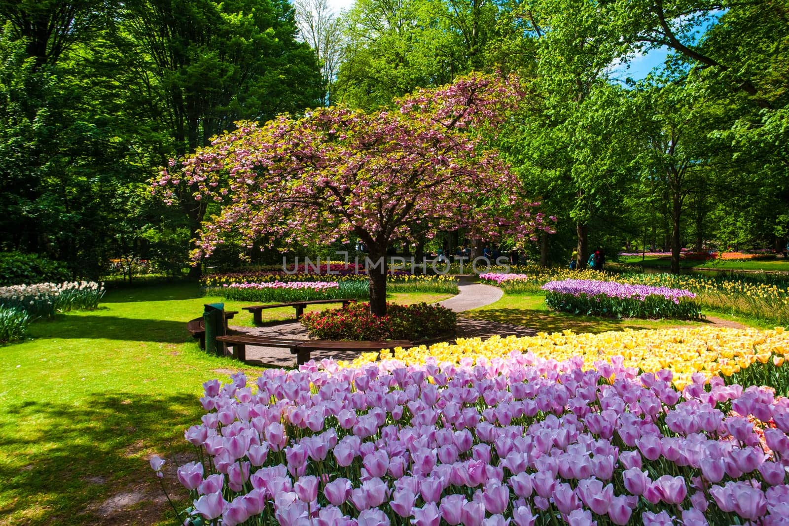 The tulip field in Keukenhof Gardens, Lisse, Netherlands