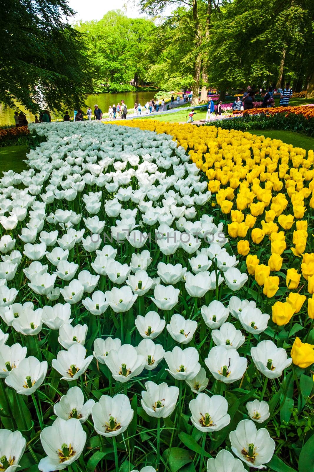 The tulip field in Keukenhof flower garden, Lisse, Netherlands, Holland