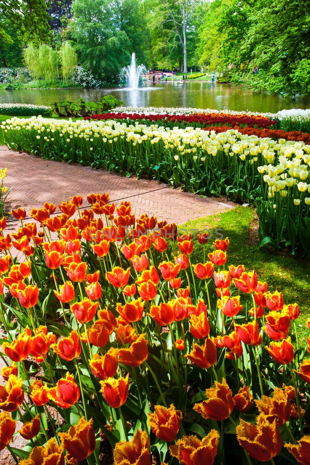 The tulip field in Keukenhof Gardens, Lisse, Netherlands