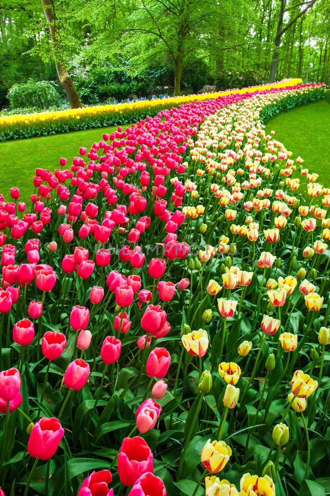 The tulip field in Keukenhof Gardens, Lisse, Netherlands