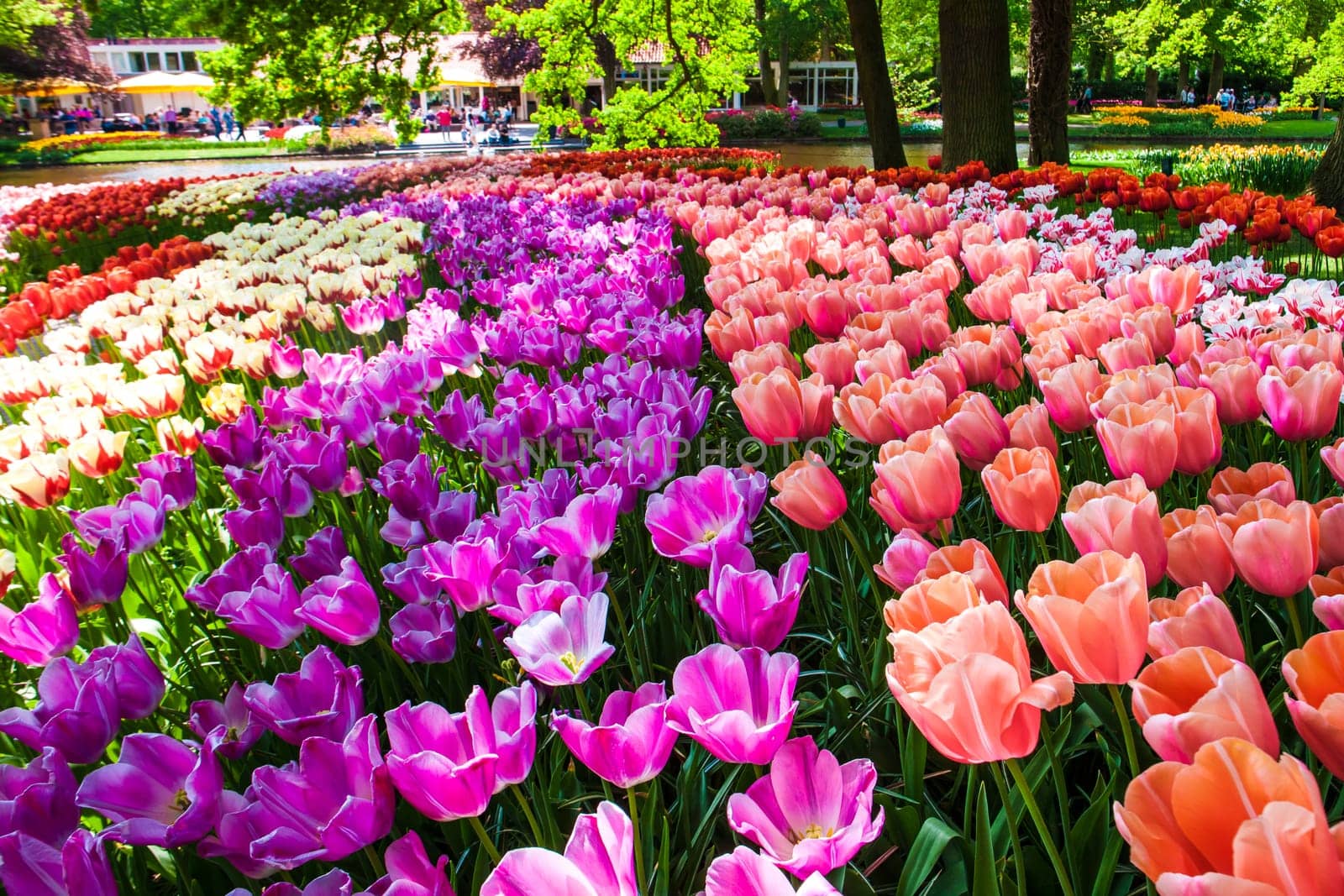 The tulip field in Keukenhof flower garden, Lisse, Netherlands, Holland