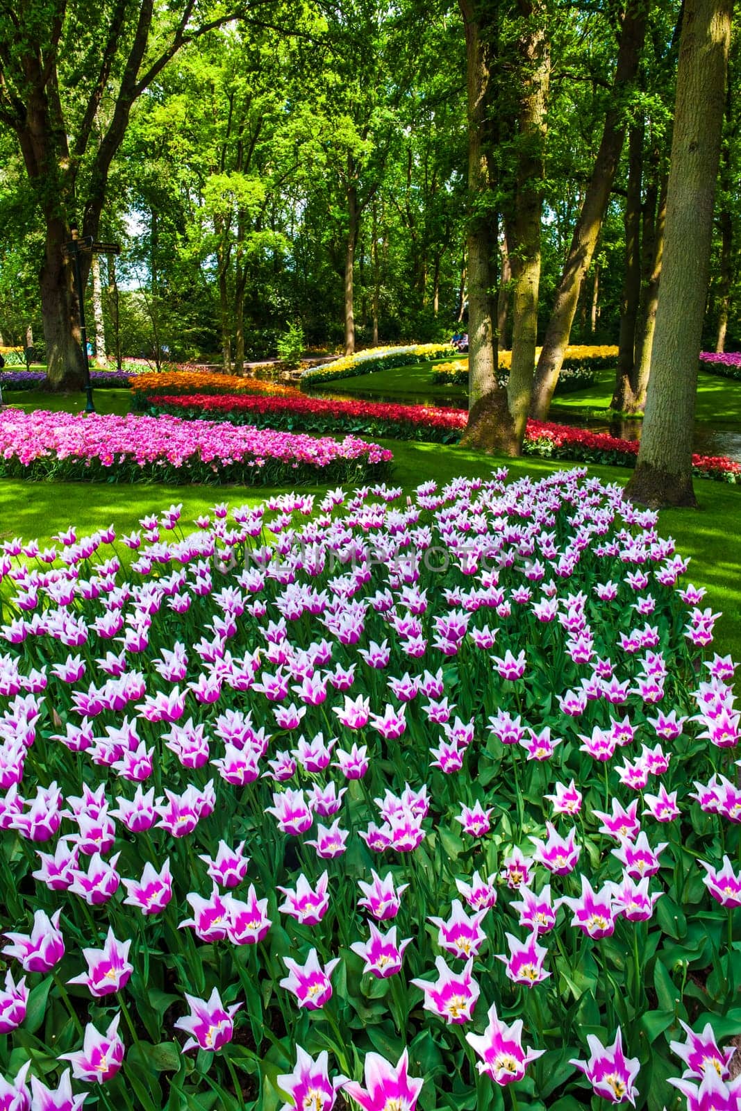 The tulip field in Keukenhof flower garden, Lisse, Netherlands, Holland