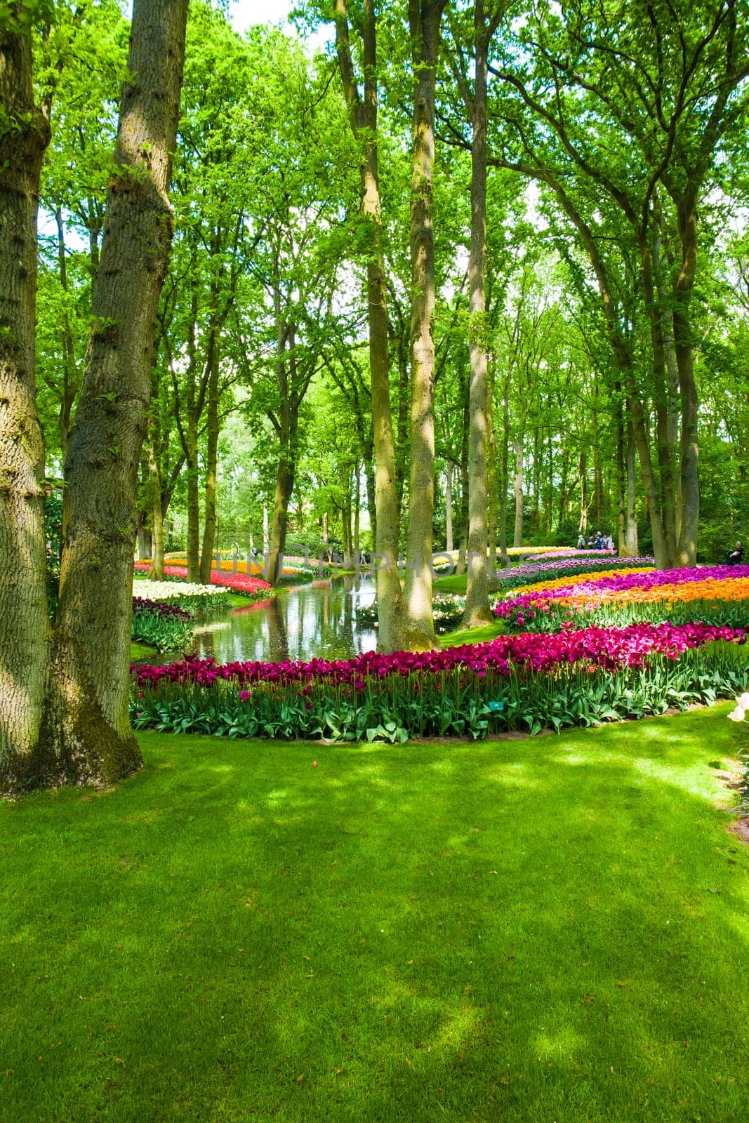 The tulip field in Keukenhof flower garden, Lisse, Netherlands, Holland