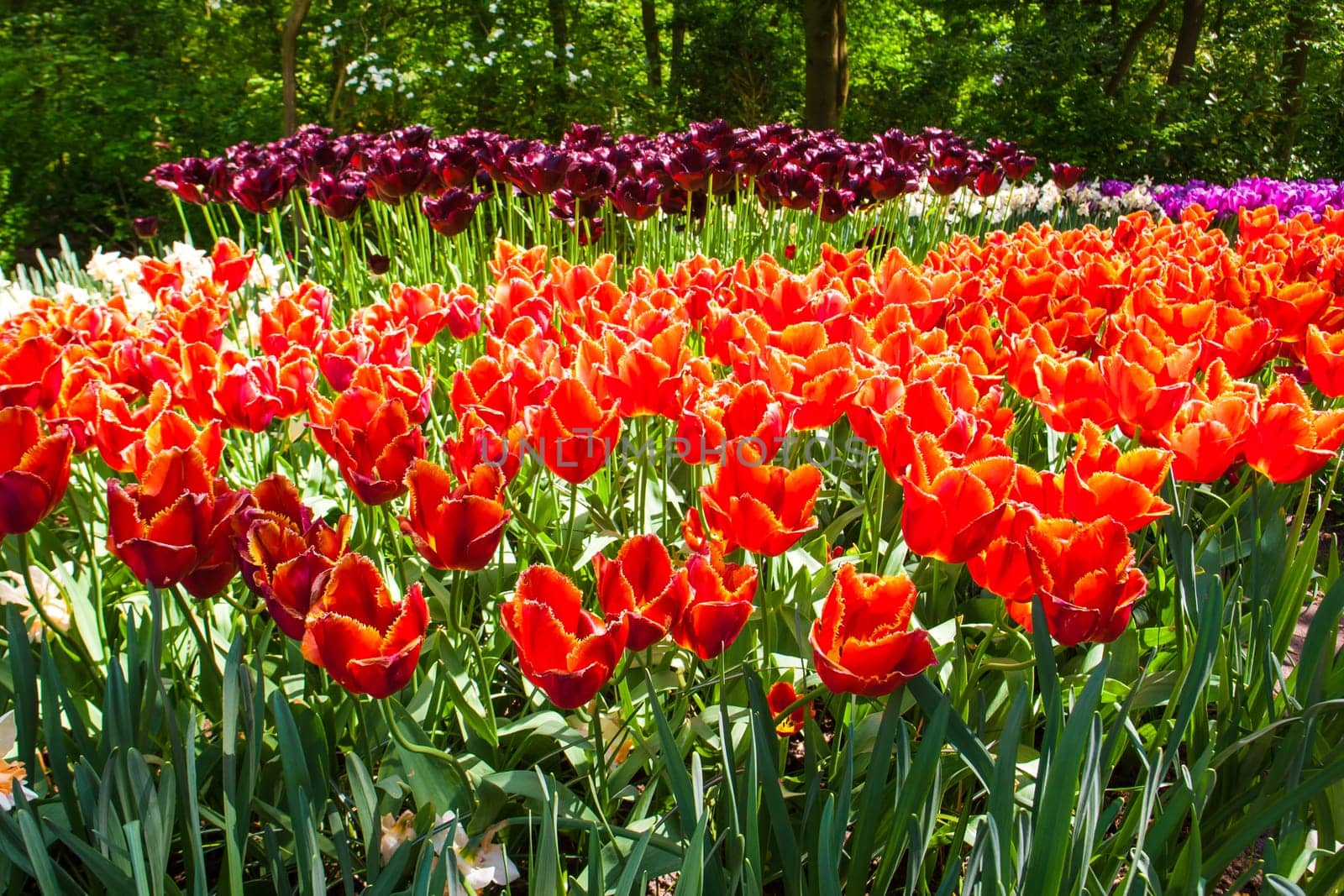 The tulip field in Keukenhof flower garden, Lisse, Netherlands, Holland