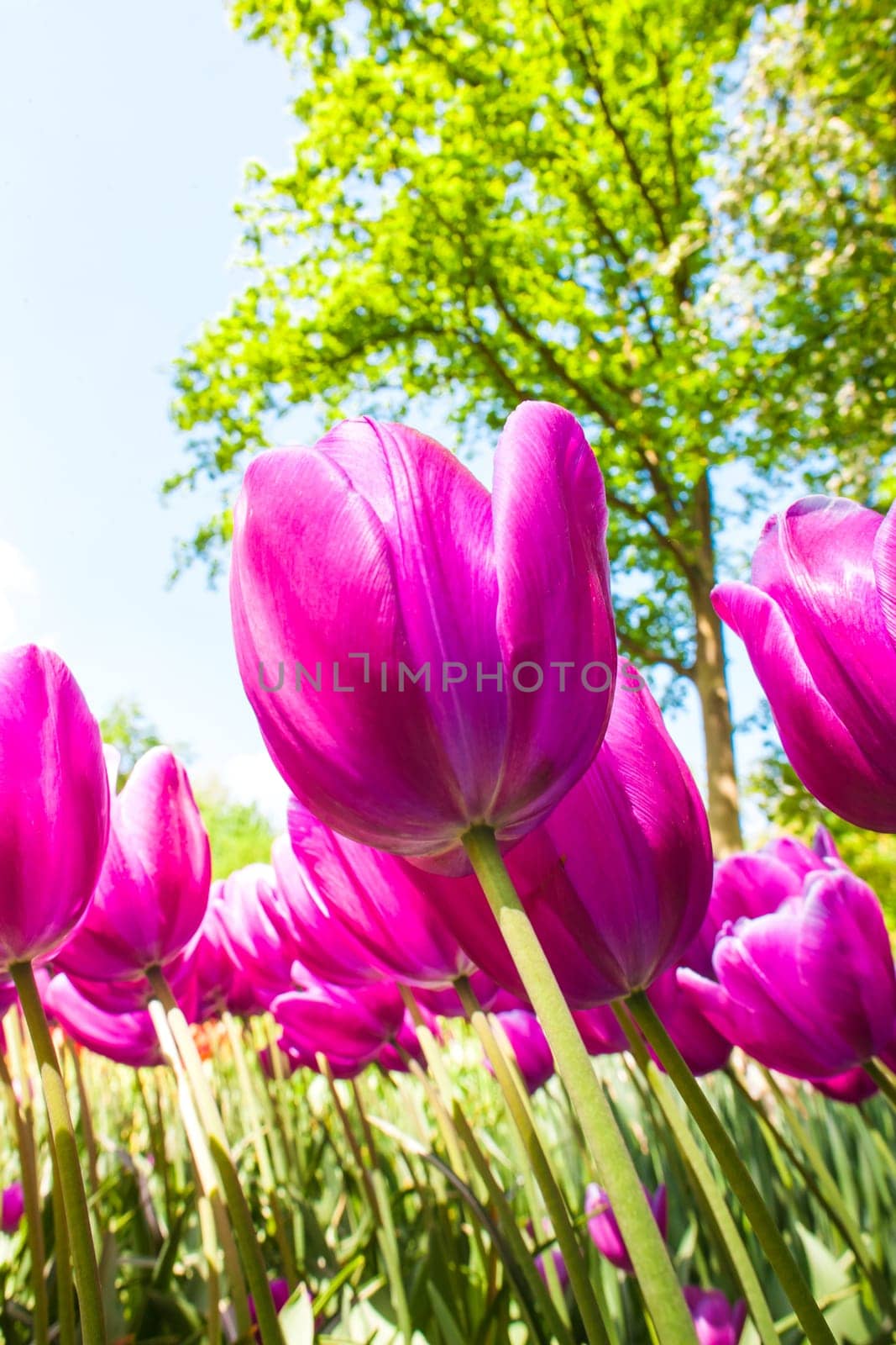 The tulip field in Keukenhof flower garden, Lisse, Netherlands, Holland