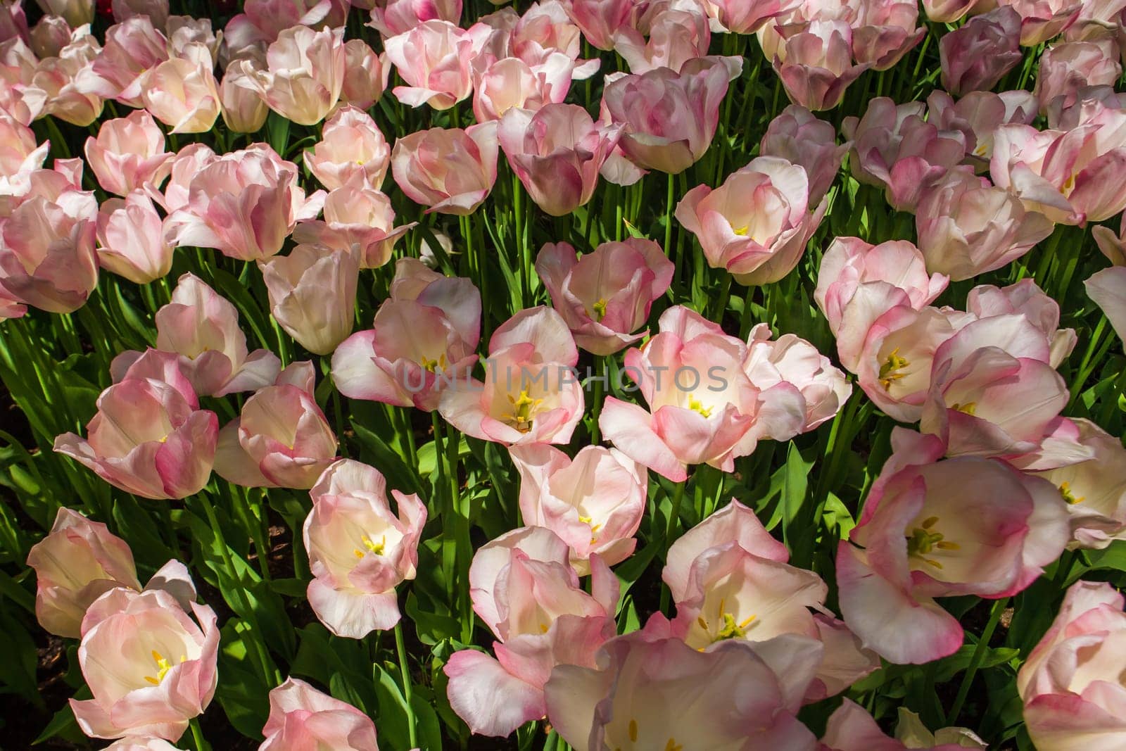 The tulip field in Keukenhof flower garden, Lisse, Netherlands, Holland