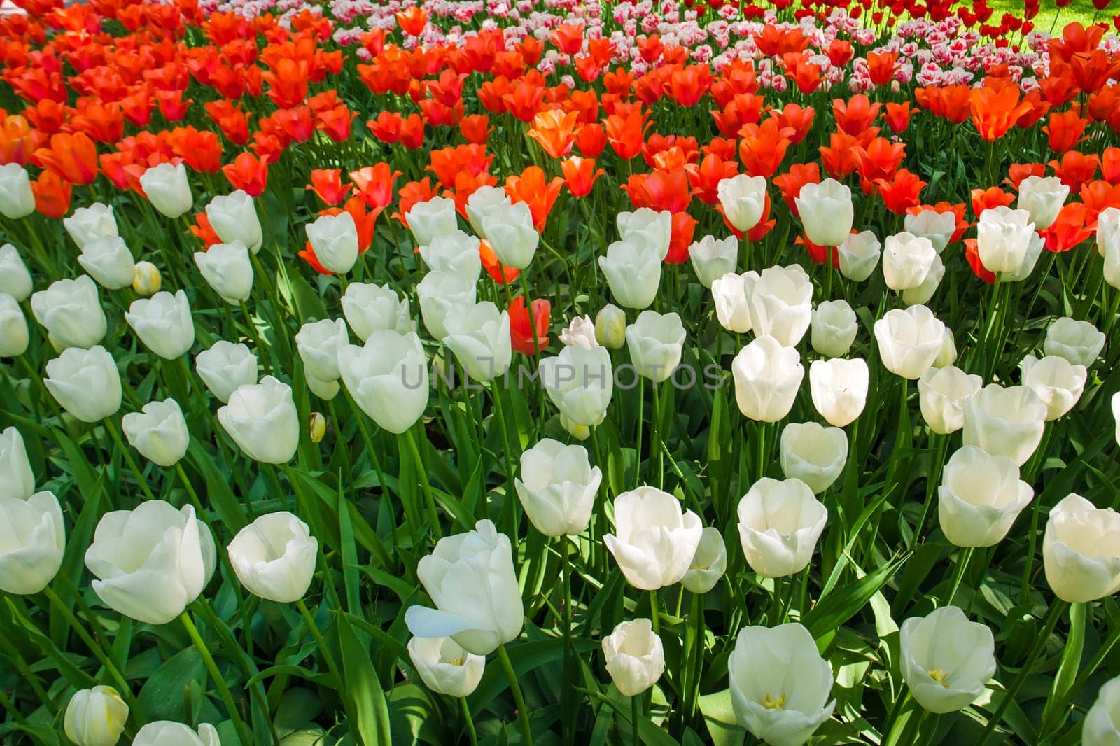 The tulip field in Keukenhof flower garden, Lisse, Netherlands, Holland