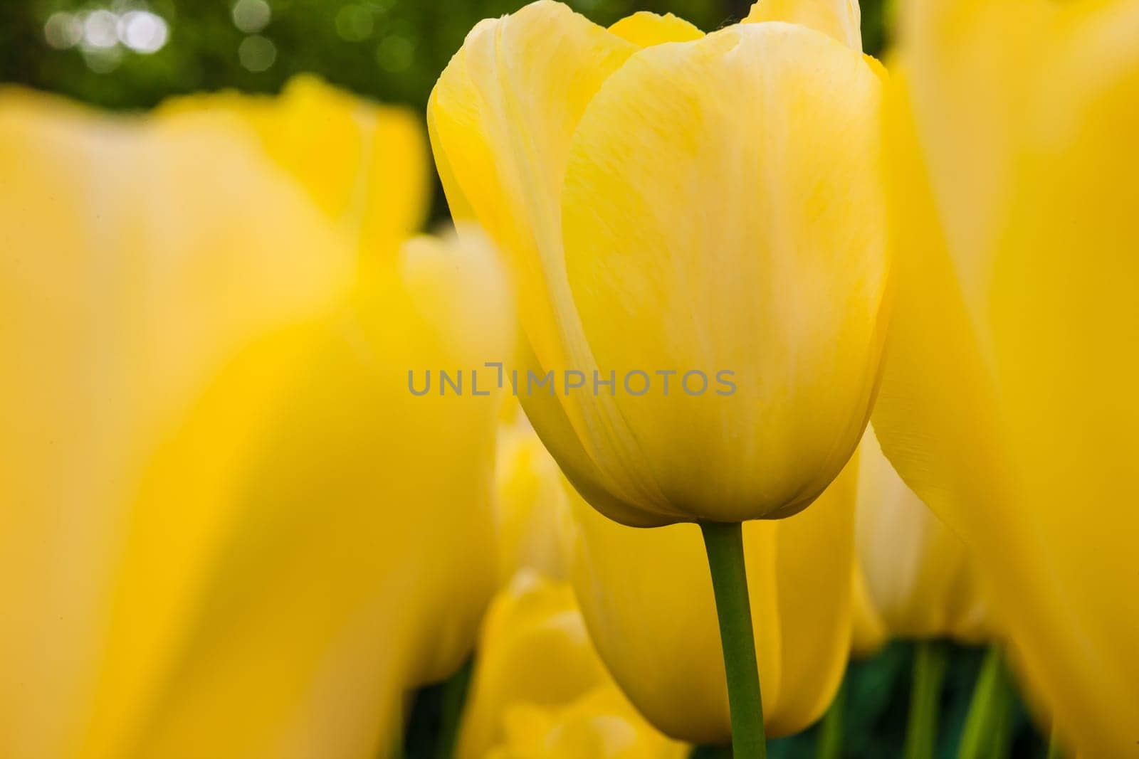 The white tulips close up in Keukenhof flower garden, Lisse, Netherlands, Holland