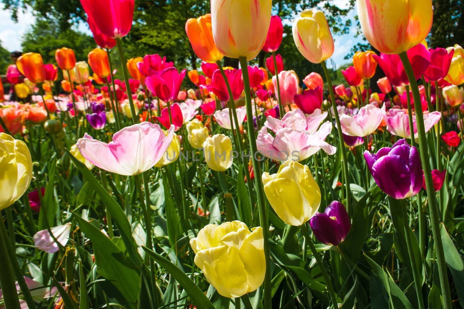 The tulip field in Keukenhof flower garden, Lisse, Netherlands, Holland