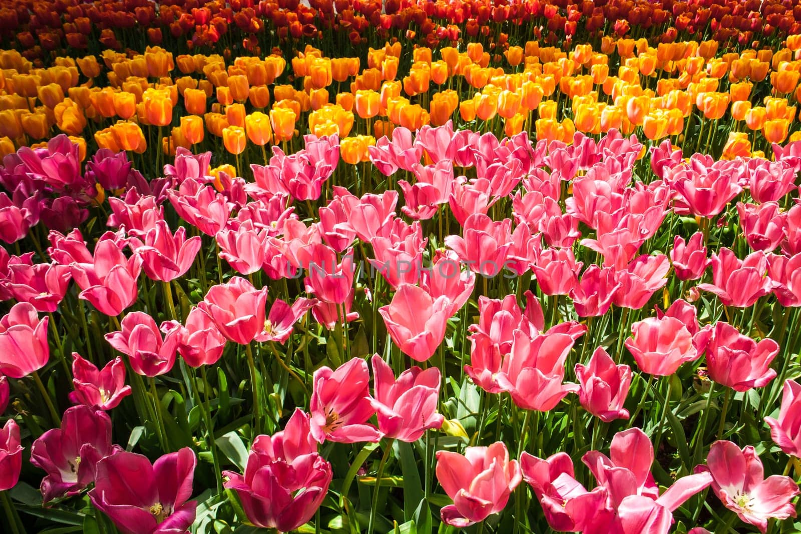 The tulip field in Keukenhof flower garden, Lisse, Netherlands, Holland