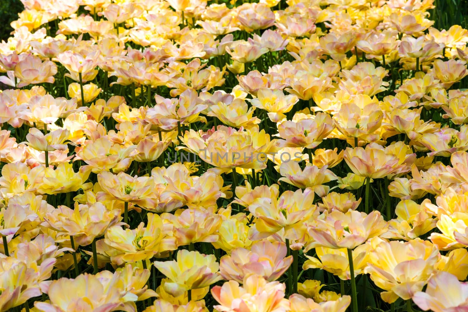 The tulip field in Keukenhof flower garden, Lisse, Netherlands, Holland