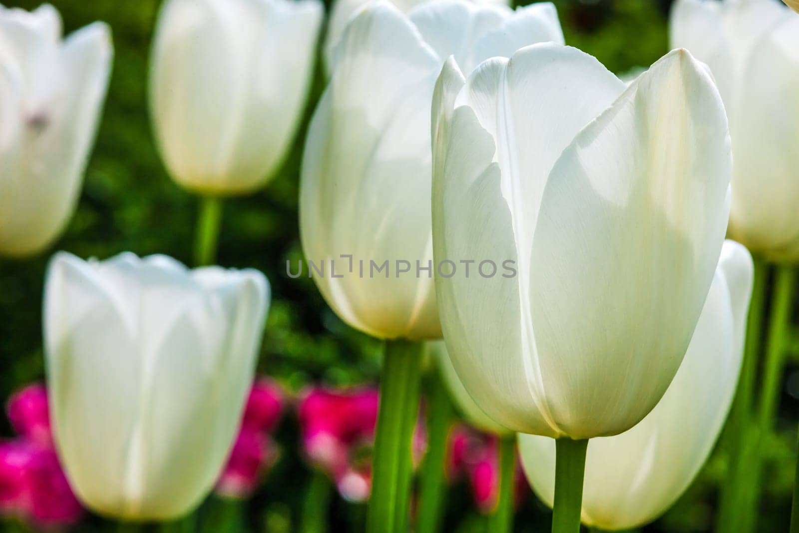 The white tulips close up in Keukenhof flower garden, Lisse, Netherlands, Holland