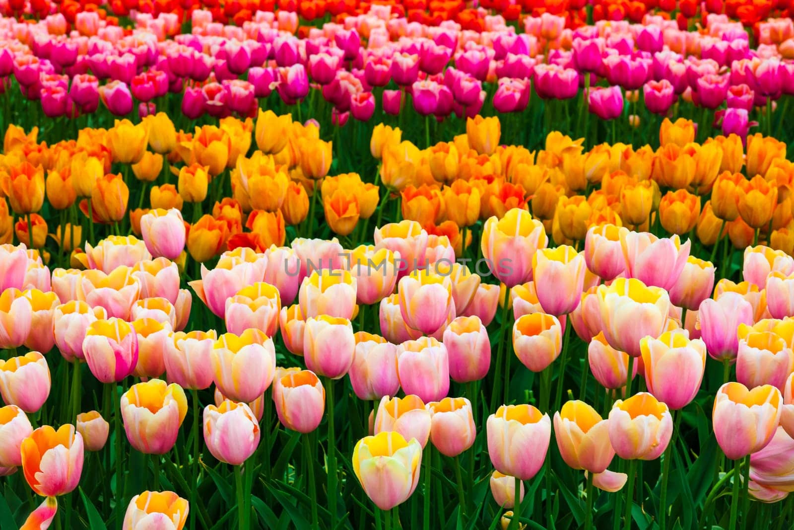 The tulip field in Keukenhof flower garden, Lisse, Netherlands, Holland
