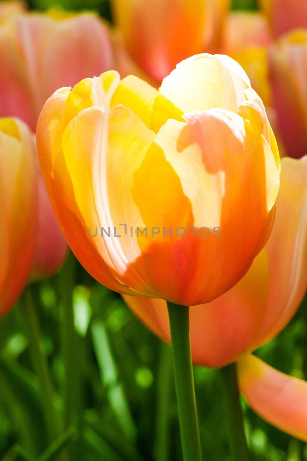 The colorful tulips close up in Keukenhof flower garden, Lisse, Netherlands, Holland