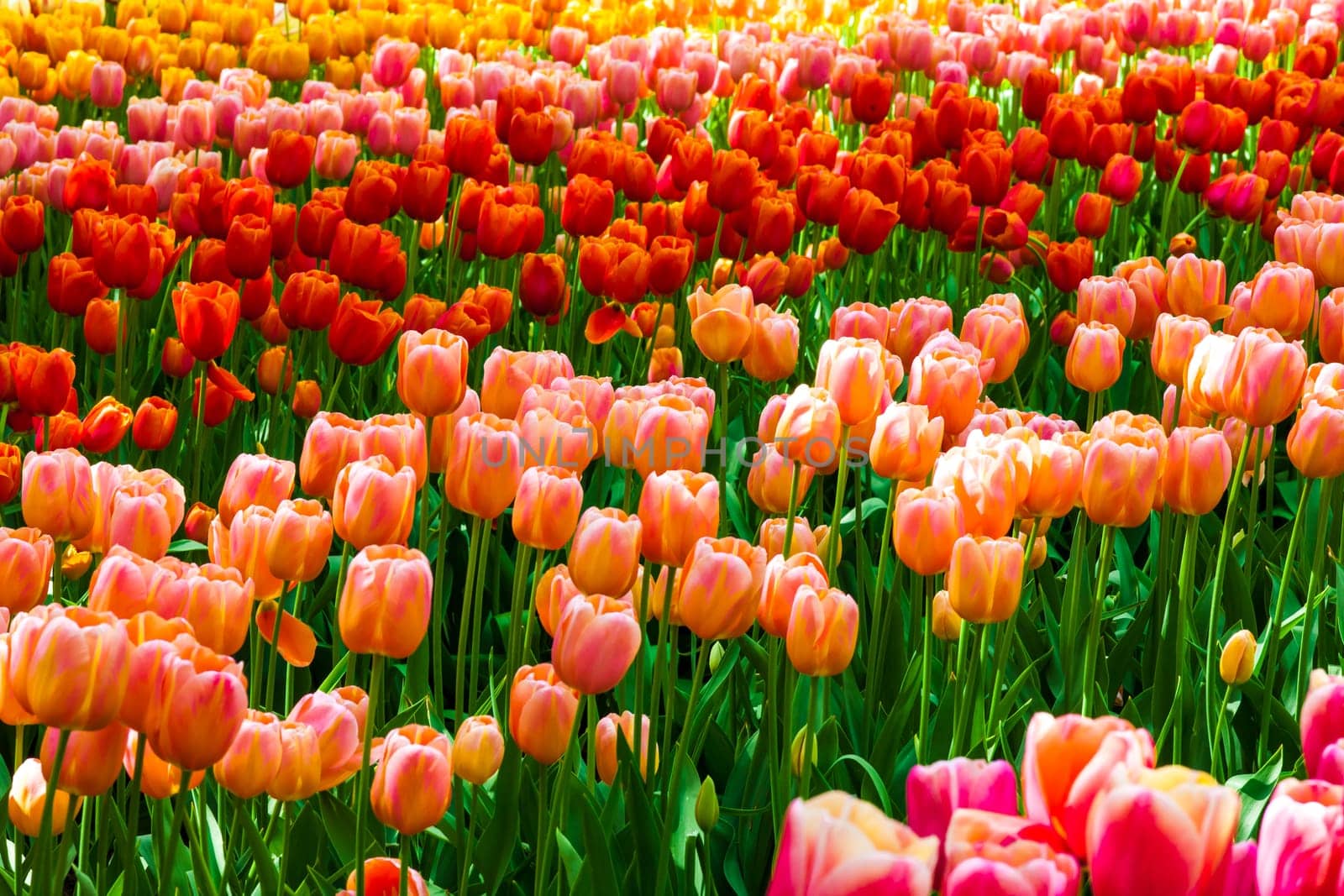 The tulip field in Keukenhof flower garden, Lisse, Netherlands, Holland