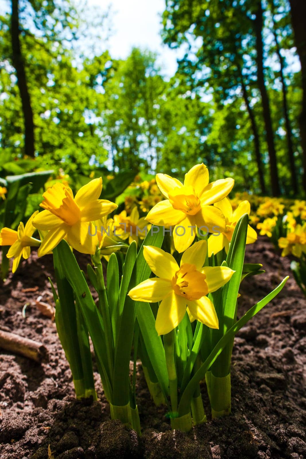 The flowers daffodils in Keukenhof flower garden, Lisse, Netherlands, Holland