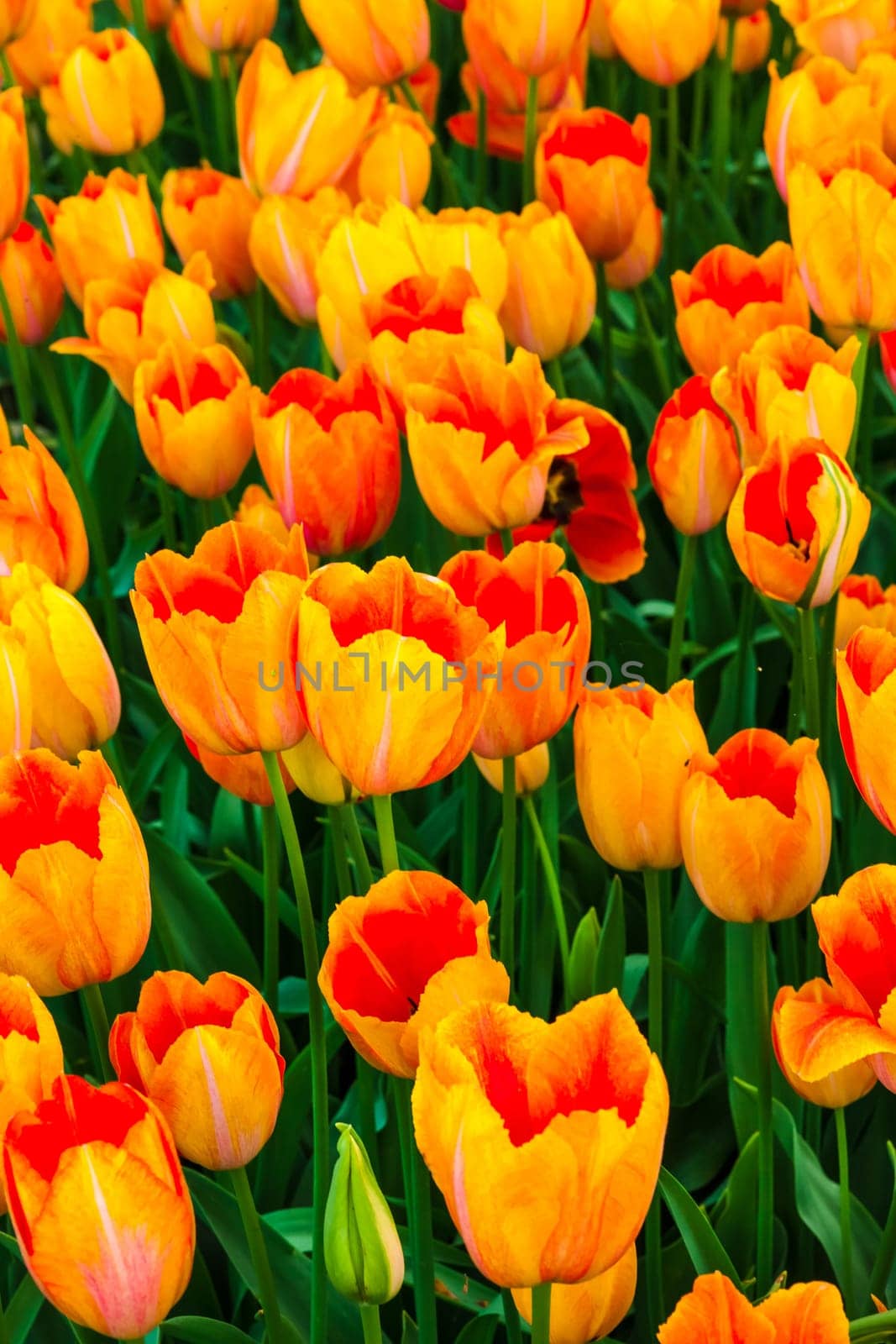 The tulip field in Keukenhof flower garden, Lisse, Netherlands, Holland