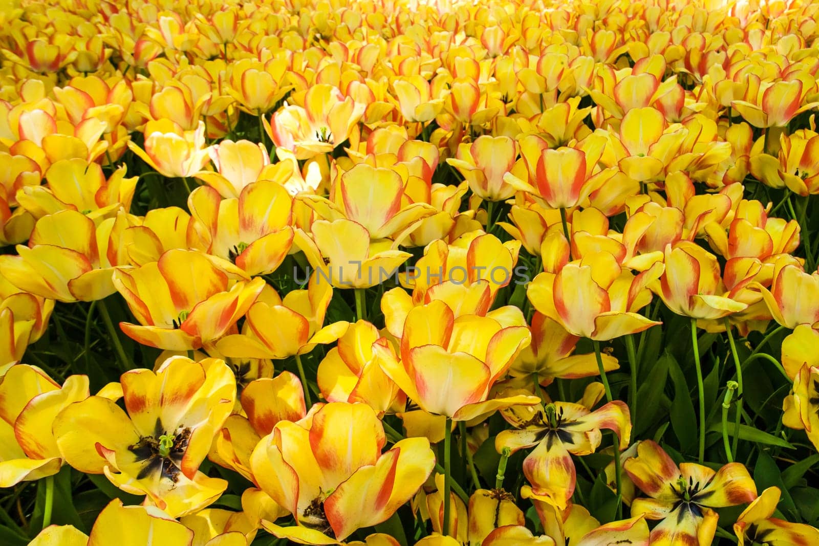 The tulip field in Keukenhof flower garden, Lisse, Netherlands, Holland
